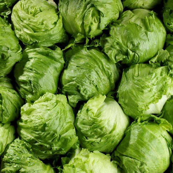 Lechuga Repollada